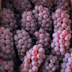 デラウェア　ぶどう　山形産　一箱16房の画像
