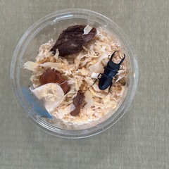 コクワガタ♂44.5mmの画像