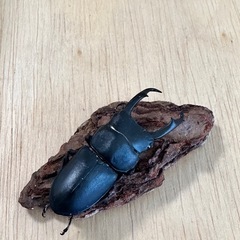 コクワガタ♂44.5mmの画像