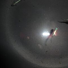 (決まりました)めだか（サイシュウヘイキ若魚９匹）の画像