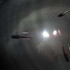 (決まりました)めだか（サイシュウヘイキ若魚９匹）の画像