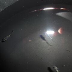 (決まりました)めだか（サイシュウヘイキ若魚９匹）の画像