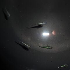 (決まりました)めだか（サイシュウヘイキ若魚９匹）の画像
