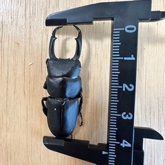 コクワガタ♂44.5mmの画像