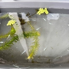 MIXメダカ稚魚の画像