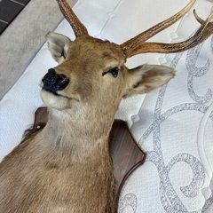 シカの剥製の画像