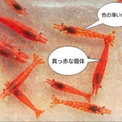 レッドファイヤーシュリンプ(極火蝦)　10匹②の画像
