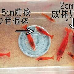 レッドファイヤーシュリンプ(極火蝦)　10匹②の画像