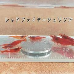 レッドファイヤーシュリンプ(極火蝦)　10匹②の画像