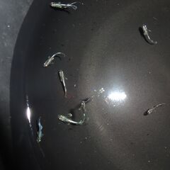 (決まりました)めだか（２１匹＋α）の画像