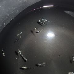 (決まりました)めだか（２１匹＋α）の画像