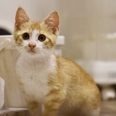 トライアル中　元気いっぱい甘えん坊茶白♂ 中毛っぽい!? ピンクの肉球全開♡生後2ヵ月 - 猫