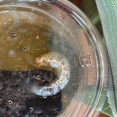 【成長中⭐︎ 土を入れ替えました】   国産　カブトムシ　幼虫　昆虫の画像