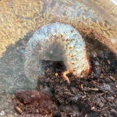 【成長中⭐︎ 土を入れ替えました】   国産　カブトムシ　幼虫　昆虫の画像