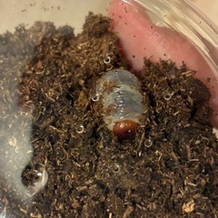 【成長中⭐︎ 土を入れ替えました】   国産　カブトムシ　幼虫　昆虫の画像