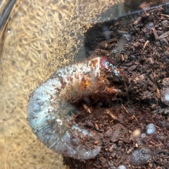 【成長中⭐︎ 土を入れ替えました】   国産　カブトムシ　幼虫　昆虫の画像