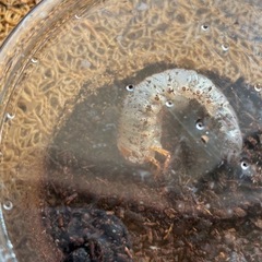 【成長中⭐︎ 土を入れ替えました】   国産　カブトムシ　幼虫　昆虫の画像