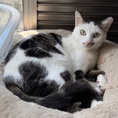【7/26更新】大人猫さんの相棒にどうですか？猫と上手く付き合え...