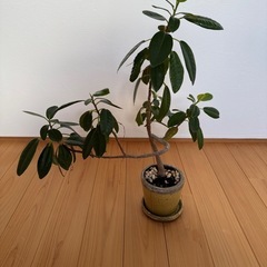 ゴムの木　宝塚、伊丹ならどこでもいけますの画像