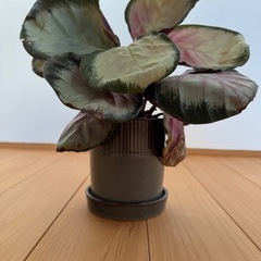 カラテアホワイトローズの画像
