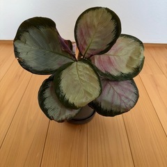 カラテアホワイトローズの画像