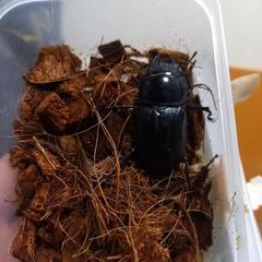 オオクワガタ　能勢SR　新生虫　ペアの画像