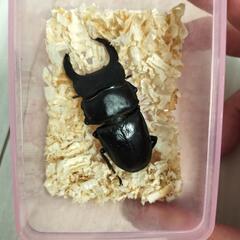オオクワガタ　新成虫の画像