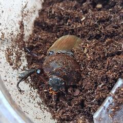 国産カブトムシ　弥栄産　レッドボディ　ペア　昆虫　ペット　⑨の画像