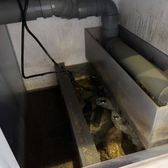 水槽、魚なし、作業なしの画像
