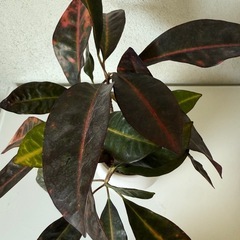 観葉植物　クロトンの画像