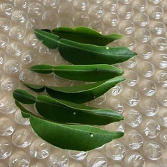 アゲハチョウのタマゴの画像
