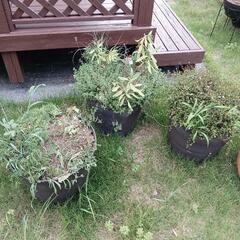 寄せ植えプランターの画像