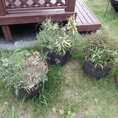 寄せ植えプランターの画像