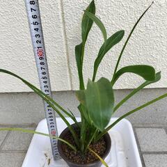 ❶【メダカと相性◎】ナガバオモダカ2株＆コインウォーター付き！ビオトープに！の画像