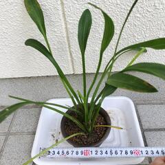 ❶【メダカと相性◎】ナガバオモダカ2株＆コインウォーター付き！ビオトープに！の画像