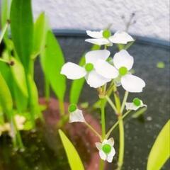❶【メダカと相性◎】ナガバオモダカ2株＆コインウォーター付き！ビオトープに！の画像