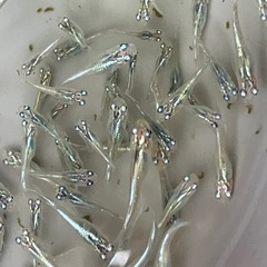 【メダカ】幹之②　若魚サイズ12匹　　1000円　おまけ付きの画像