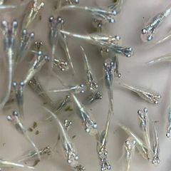 【メダカ】幹之②　若魚サイズ12匹　　1000円　おまけ付きの画像