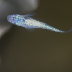 【勝運メダカ】ネプチューンメダカ 稚魚 選別落ちの画像