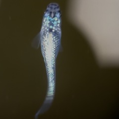 【勝運メダカ】ネプチューンメダカ 稚魚 選別落ちの画像