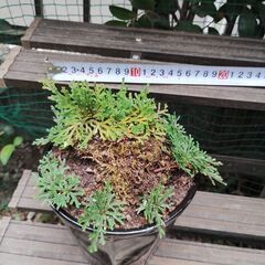 イワヒバ　Xの画像