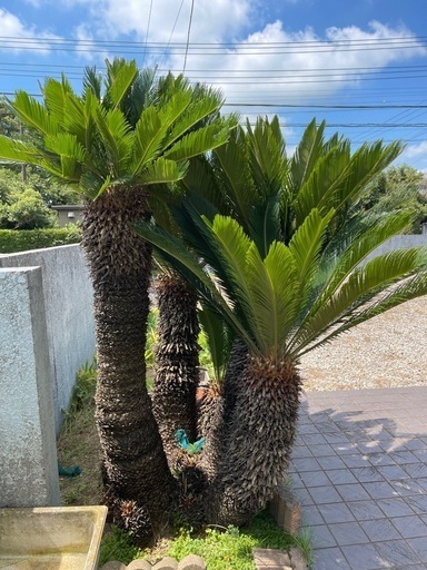 ソテツ(ガーデニング)