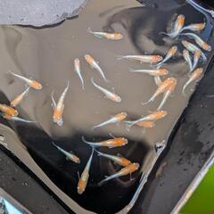 【ビーンズ様ブリード極上種親】天照の若魚 1匹250円〜　紅白系　紅白体外光　アマテラス　オリジアスの画像