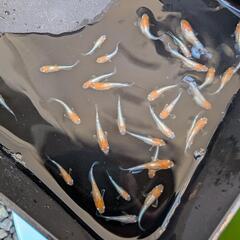 【ビーンズ様ブリード極上種親】天照の若魚 1匹250円〜　紅白系　紅白体外光　アマテラス　オリジアスの画像