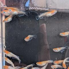 【ビーンズ様ブリード極上種親】天照の若魚 1匹250円〜　紅白系　紅白体外光　アマテラス　オリジアスの画像