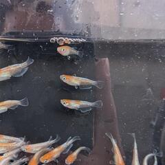 【ビーンズ様ブリード極上種親】天照の若魚 1匹250円〜　紅白系　紅白体外光　アマテラス　オリジアスの画像