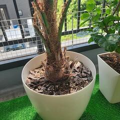 ココスヤシ　の画像