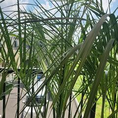 ココスヤシ　の画像
