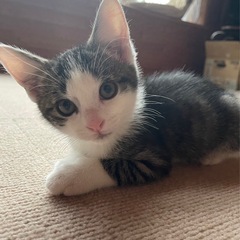 仲良し姉妹です - 猫