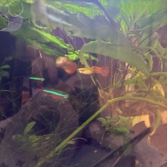 交渉中につき募集ストップ熱帯魚　グッピーMIX オレンジ色　若魚の画像